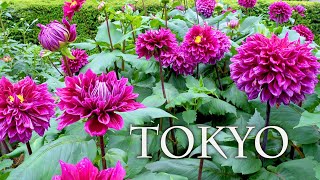 The start of Large-flowered Dahlia blooms at Tokyo. 町田ダリア園  #4K​ #Dahlia ※名前修正あり