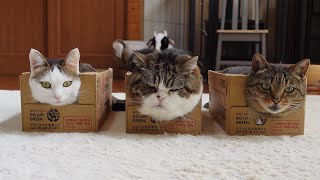 どうしてもまるさんの箱だけ小さく見える。-No matter what, only Maru's box looks smaller.-