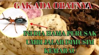 GAGAL PANEN KARNA HAMA LANAS/BOLENG || MOMOK MENAKUTKAN BAGI PETANI UBI JALAR DI MUSIM KEMARAU