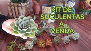 Kit de suculentas a venda