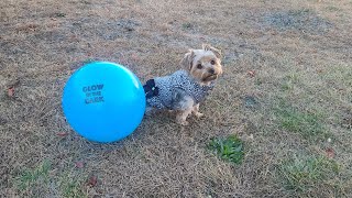 Little Pup With BIG Soccer Skills#yorkies #talented #soccerskills #Rylie