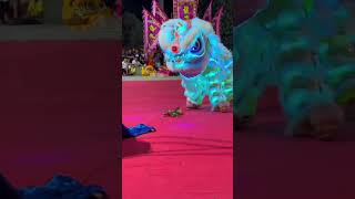 Wonderful LED Chinese Lion Dance Show