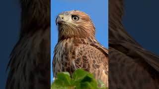 Kızıl şahin  long-legged buzzard