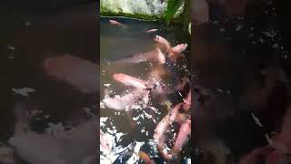 Kondisi ikan piaraan di sore ini-Semoga cepat bertelur #shorts