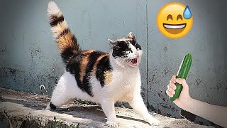 🤣🤣 New Funny Cats and Dogs Videos 😸🐱 Funny Animal Moments # 11