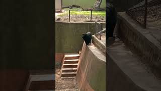 Bear/Hyderabad Zoo #hyderabad #bear #viral #music #shorts