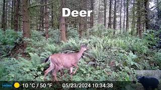 More Deer in Front of Our Trail Camera