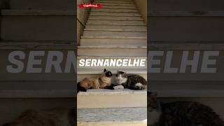 Sernancelhe 🏞️🥰 Só visto ... Por isso vê! #sernancelhe #sernancelhe🇵🇹 #sernancelheaterradacastanha