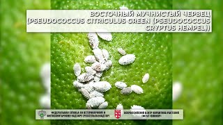 Восточный мучнистый червец (Pseudococcus citriculus Green (Pseudococcus cryptus Hempel))