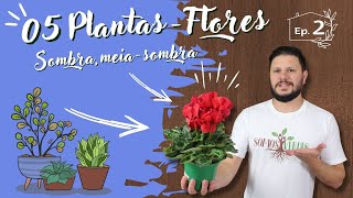 05 PLANTAS "COM FLORES" PARA TER DENTRO DE CASA - Episódio 2