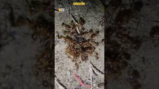 Ants VS Victim #shorts #top #reels #usa #tiktok #world