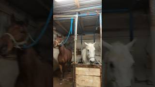 Washing🧼🧽the boys before tomorrows rodeo 🥰(stay tuned I might volg it) #horsesport #barrelracing