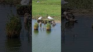 Swan #swan #family #zoo #animals #animallover #shorts #short #shortvideo #shortsvideo #2023