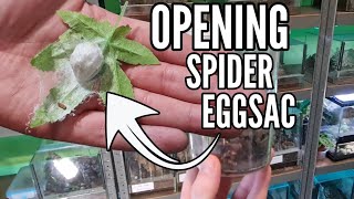 Opening a HUNTSMAN spider eggsac!! Gnathopalystes kochi