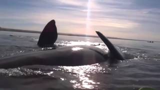 Ballena levanta un kayak en Puerto Madryn, Argentina