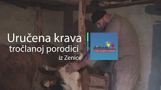 Uručena krava tročlanoj porodici iz Zenice