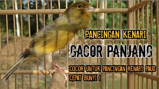 KENARI GACOR PANJANG BUAT PANCINGAN  PAUD‼️ PART 21