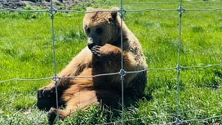 I DON’T KNOW WHO’S HAVING MORE FUN THE BEAR PLAYING OR ME WATCHING THE BEAR PLAY.