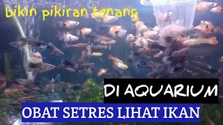 OBAT SETRES LIHAT IKAN DI DALAM AQUARIUM