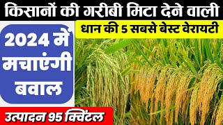 Dhaan ki best variety | टॉप 5 धान की वैरायटी | Dhaan ki kheti | paddy variety 2024