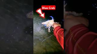 Blue Crabs Hunting #shorts #shortvideo #shortsfeed #crab