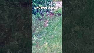 Part 2: They are Back: Baby Bunny in Our Yard #nature #wildlife #animals