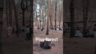 Pine Forest,kodiacanal,Tourist attraction in Tamil Nadu