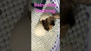 #chicken #egg #hatching #viral #viralvideo #viralshorts #shorts #short #babychicks #homesteading