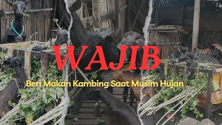 Ambil Dan Beri Makan Kambing Saat Hujan Itu Wajib || KOMPAK TARAKANI