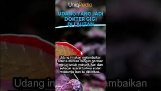 What? Ada Udang Jadi Dokter Gigi Di Lautan #shorts #duniafauna