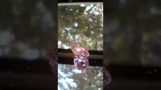 Genuine Pink Congolese Tourmaline from a mine that is now closed. See thecoveatfoxhollow.com