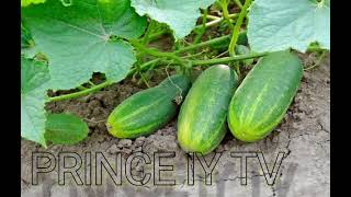 IMPIANTO DI CETRIOLO come piantare il cetriolo#how to plant cucumber#cucumber farm