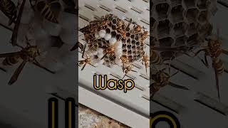 Wasp vs. Honeybee