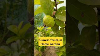 Harvesting Fresh Guava from My Home Garden! 🌳🍈 #Guava #HomeGarden #FreshFruit #GardeningLife #shorts