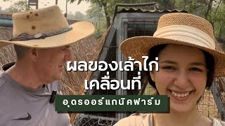 ผลของเล้าไก่เคลื่อนที่ | Udon Organic Farm