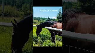 #travelusa #montana #horses #travel