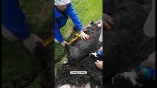 Shaving a sheep #shorts #shave #asmr