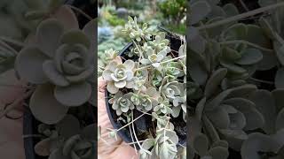 Orostachys                          #orostachys #suculentas #coleçãosuculentas #substratos