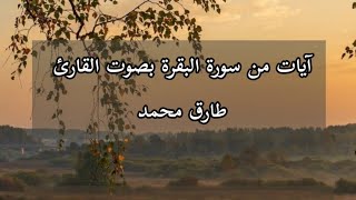 تلاوة لآيات من سورة البقرة بصوت القارئ محمد طارق 🤍