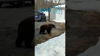 «Чего ты хочешь, хомяк?» На Камчатке к кухне рыбзавода пришел медведь