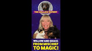 Willow And Grace Report: From Mischief to Magic!