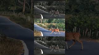 Deer Crossing 🦌  #15august #bigtiger #bigcats