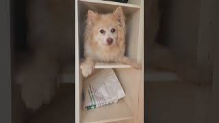 my new shelf came with decorations!! #funny #dogs #dog #doggos #dogecoin #ilovemydog #shorts