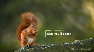 La faune de l'arboretum : l'écureuil roux