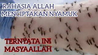 Rahasia Allah Menciptakan Nyamuk Masyaallah Ternyata Ini