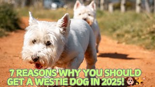 7 Reasons Why You Should Get a Westie Dog in 2025! 🐶✨