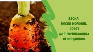 Посев моркови весной: сроки и правила