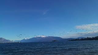 Beautiful view lake Garda, flock of birds in flight