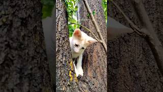 Cutie ❤️ #cutiepie #catvideos #catlovers #funnyshorts #cuteshorts #happyvibes #animallover