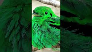 Green Broadbill #shorts #curiosidades #animals #animais #fatos #shortsyoutube #short